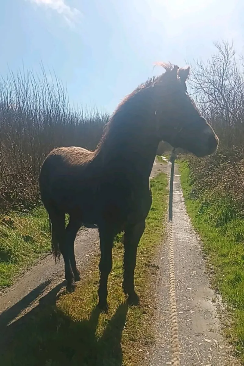 3 year old connie gelding - Image 3