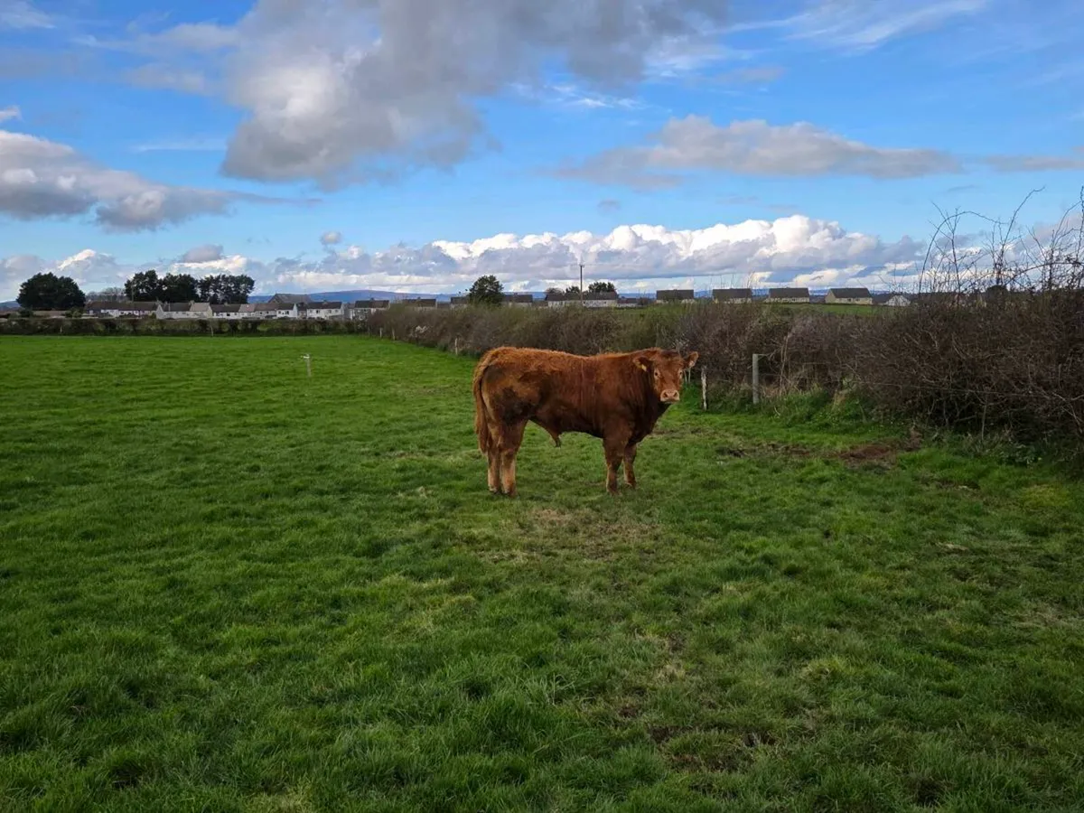 Limousin Bull - Image 2