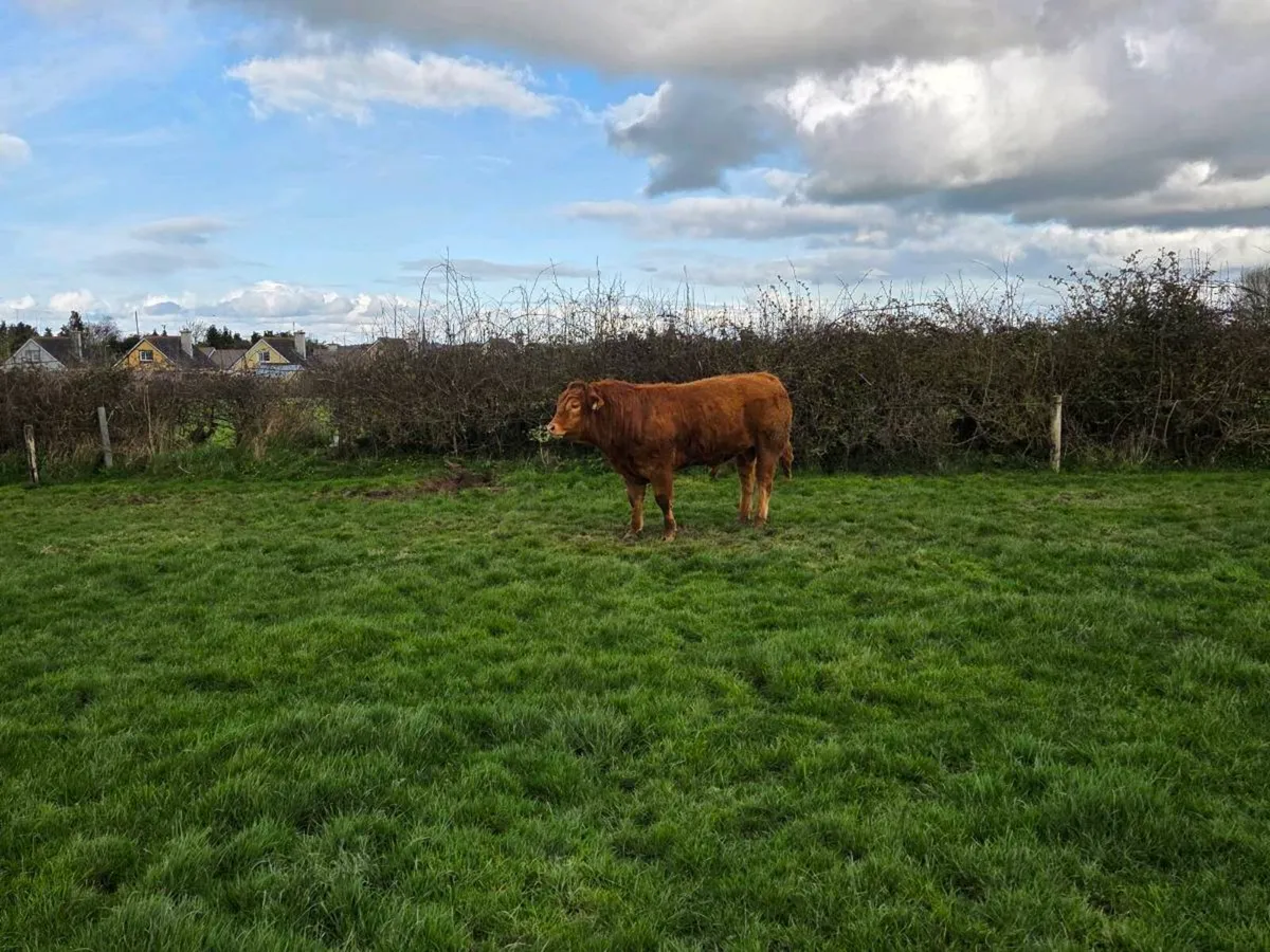 Limousin Bull - Image 4