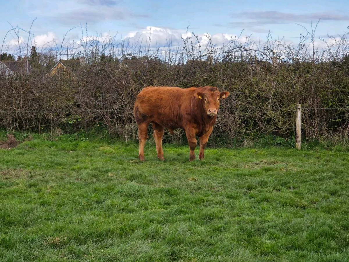 Limousin Bull - Image 1