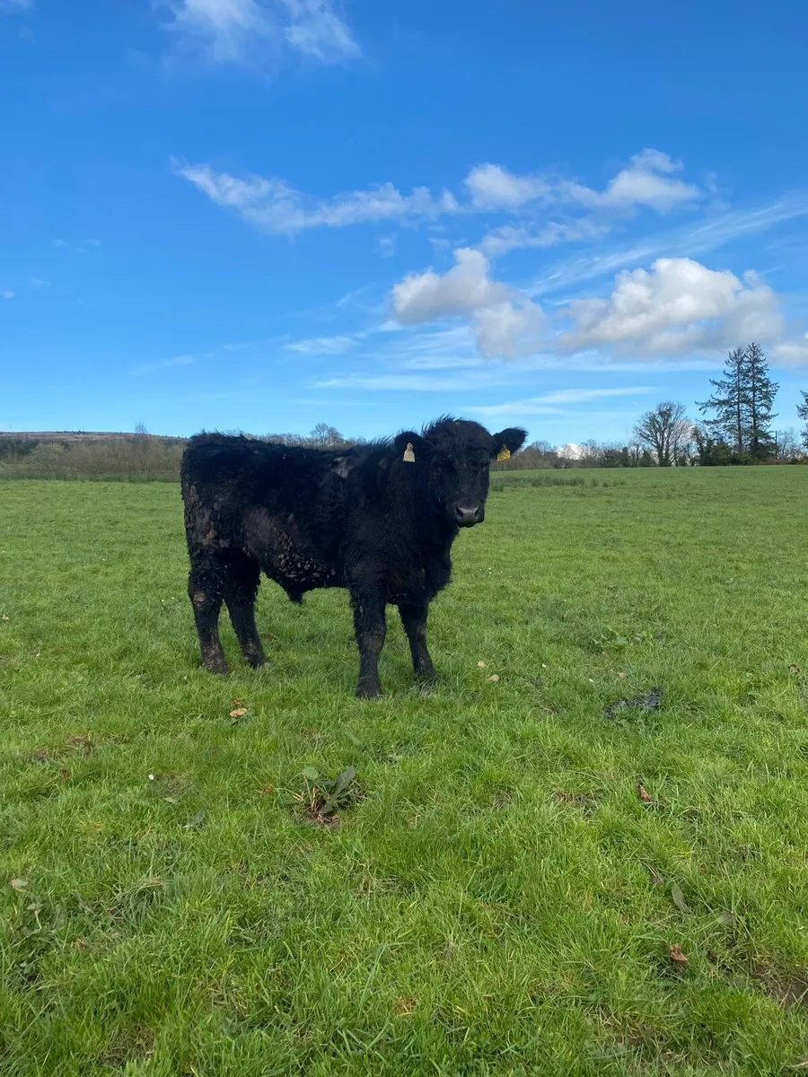 PP AA bulls - Image 1