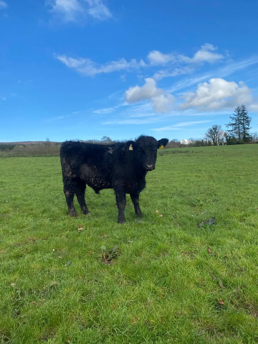 PP AA bulls - Image 2