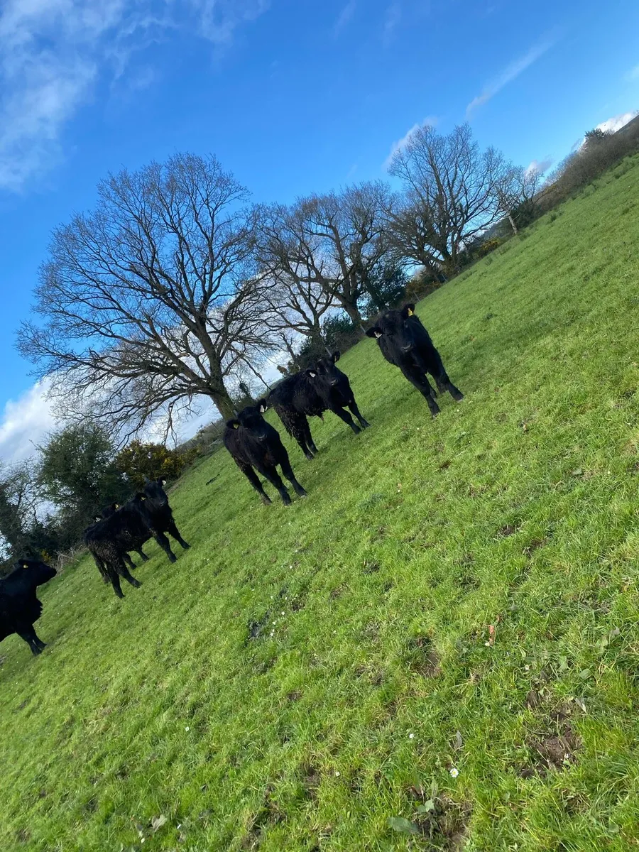 PP AA bulls - Image 3