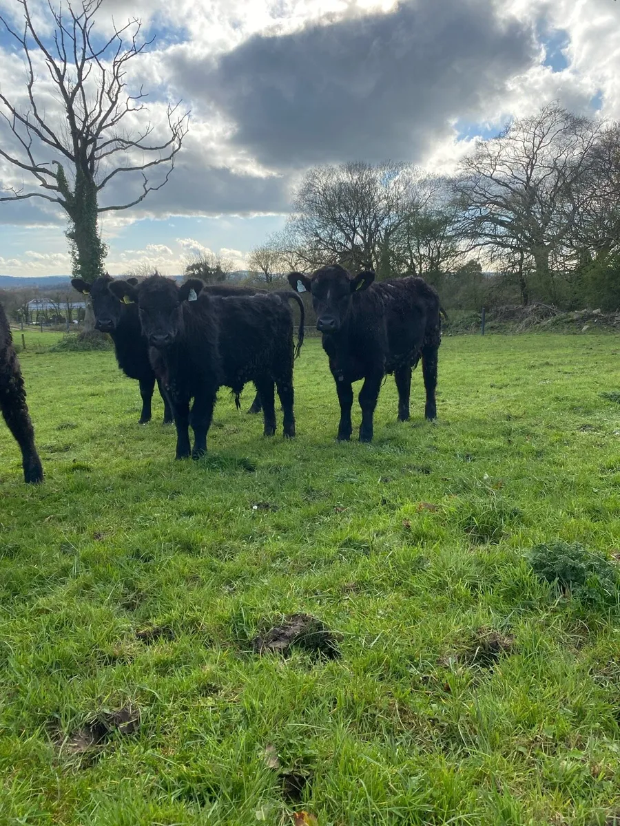 PP AA bulls - Image 4