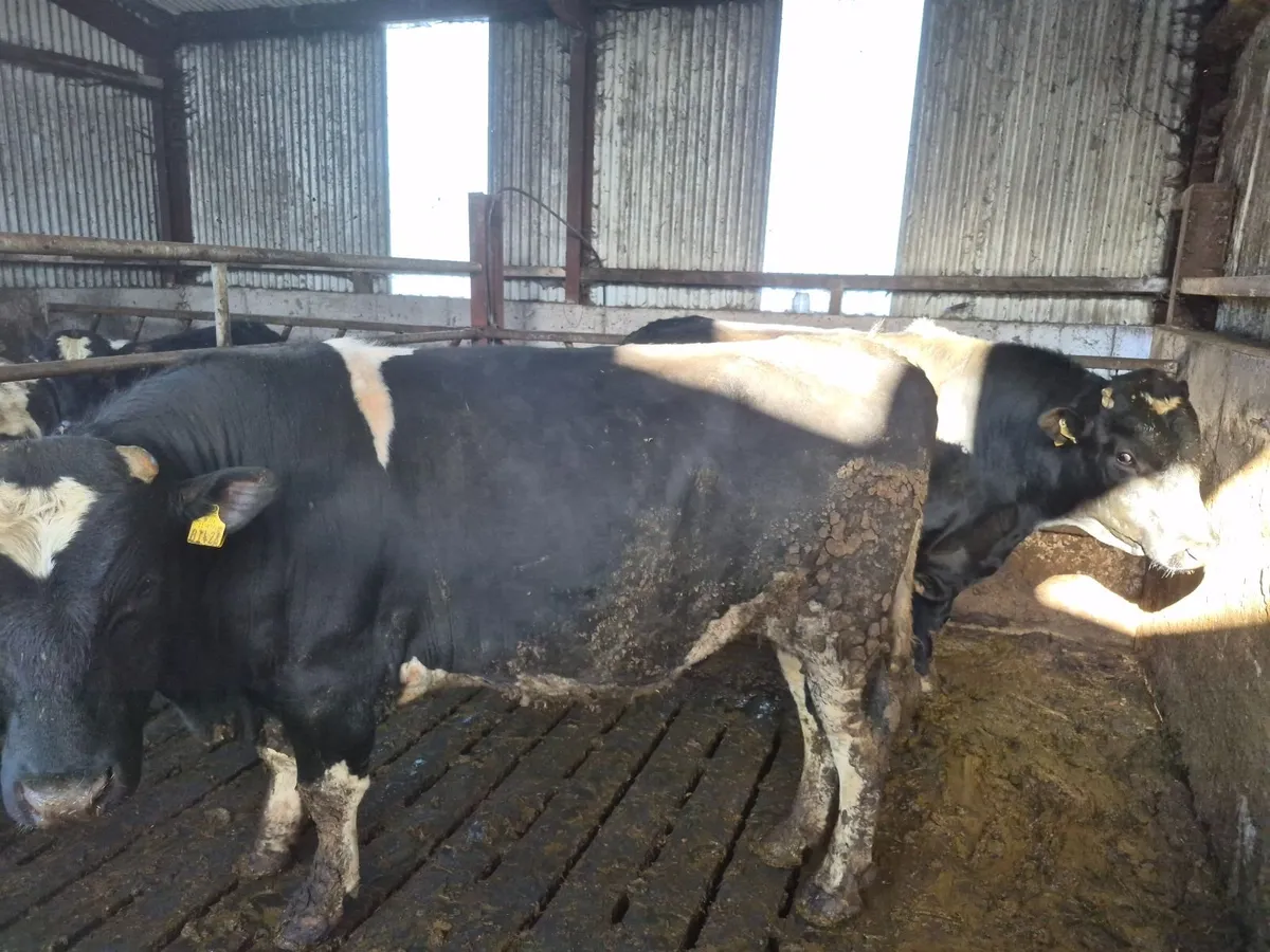 2 yr fr bulls high EBI hol/fr - Image 2