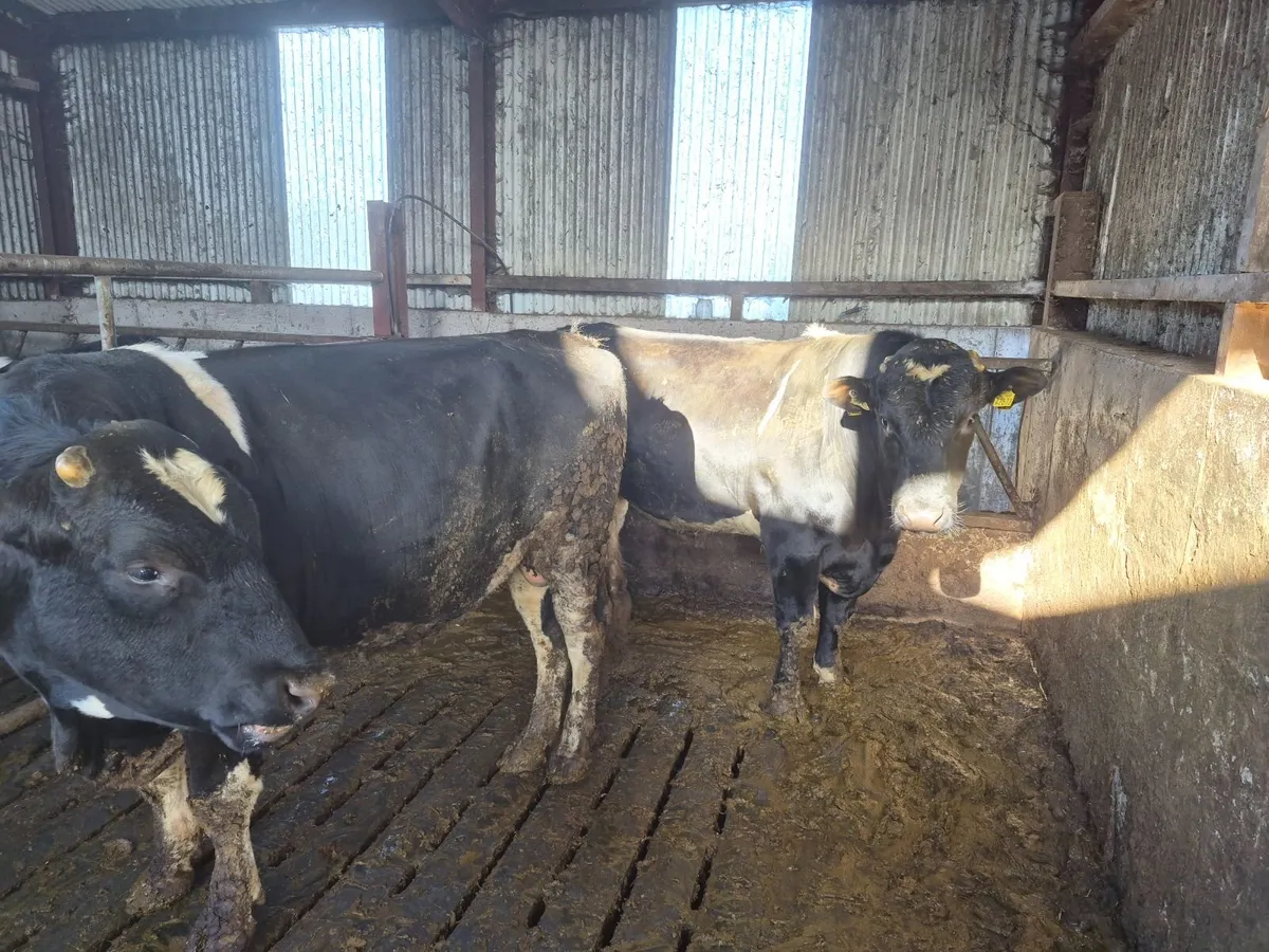 2 yr fr bulls high EBI hol/fr - Image 3