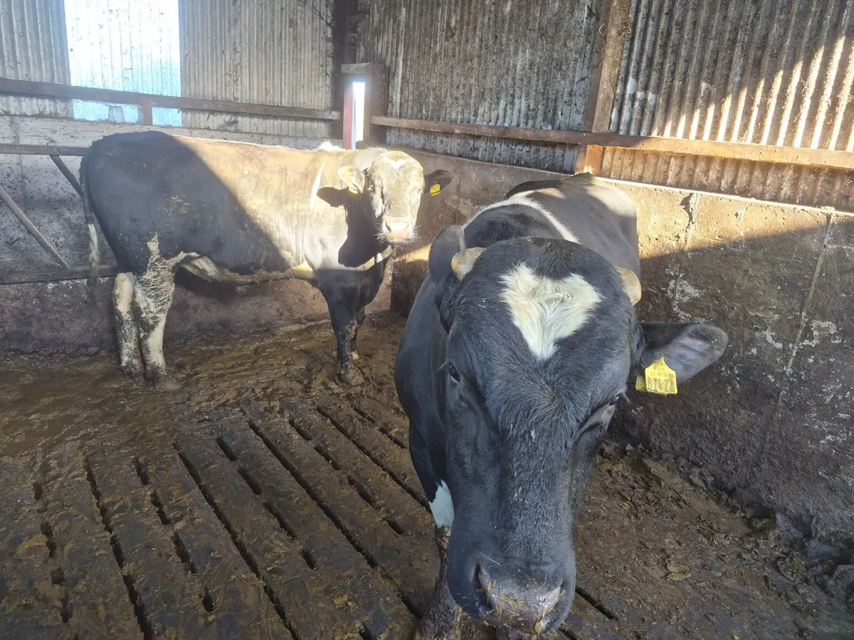 2 yr fr bulls high EBI hol/fr - Image 4