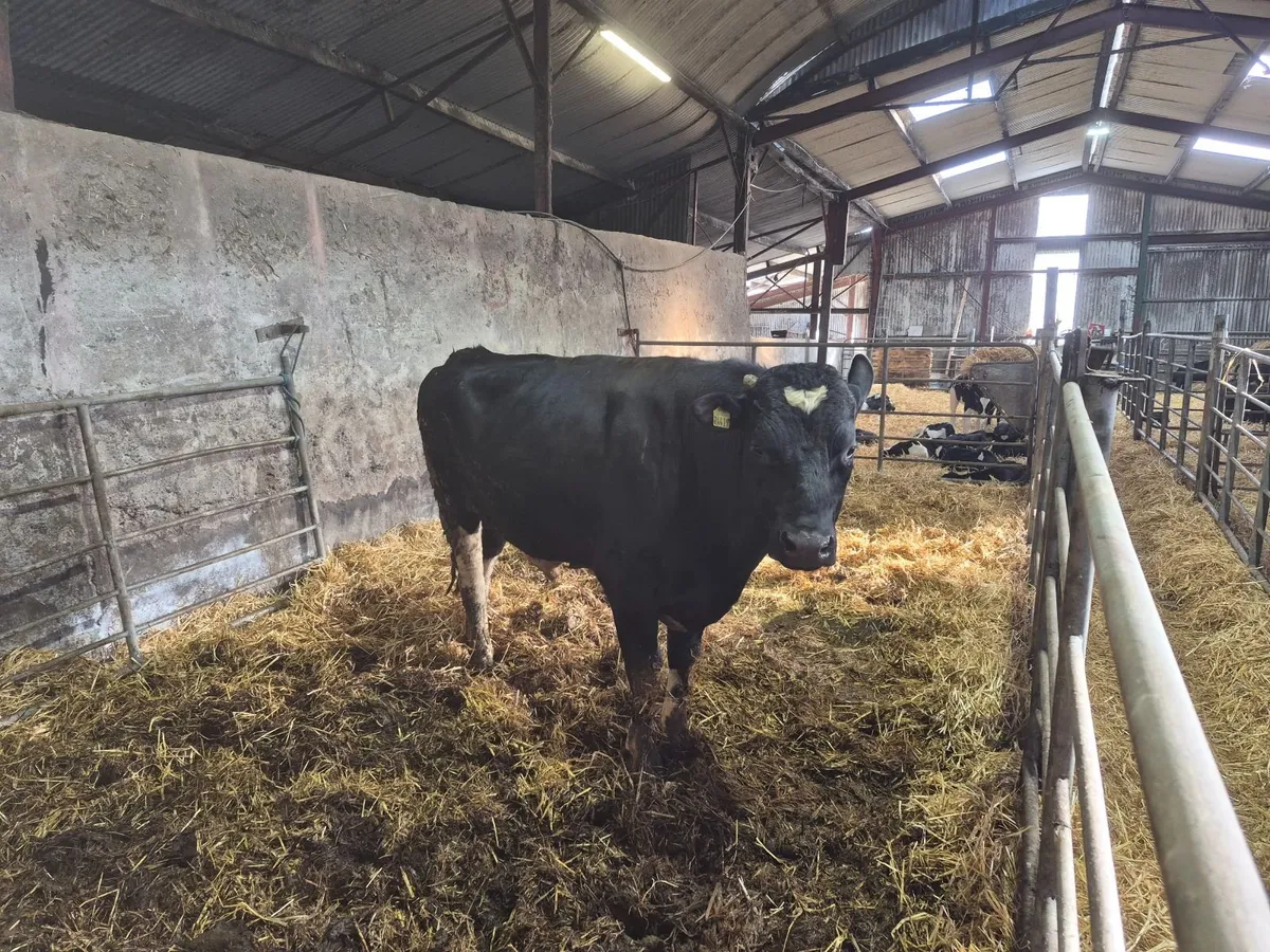 2 yr fr bulls high EBI hol/fr - Image 1