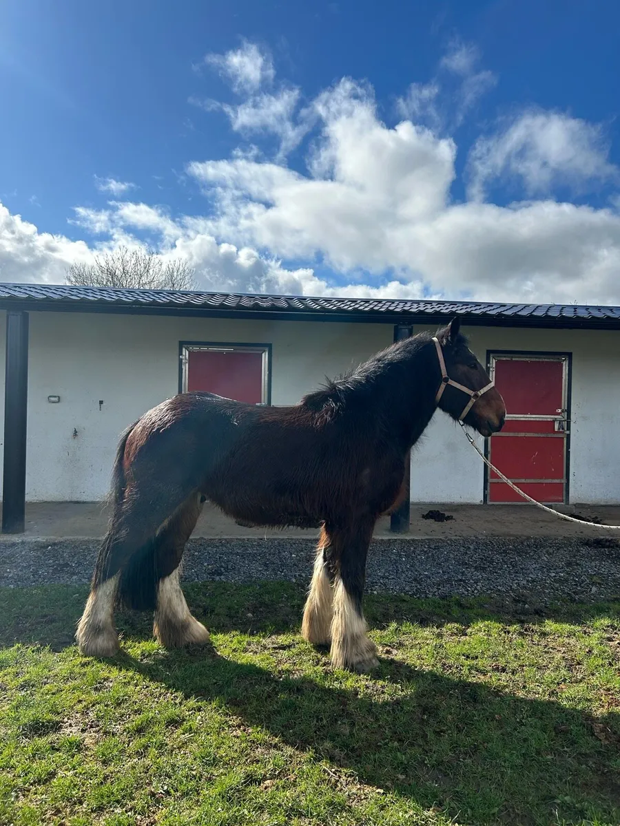Cob Gelding - Image 1