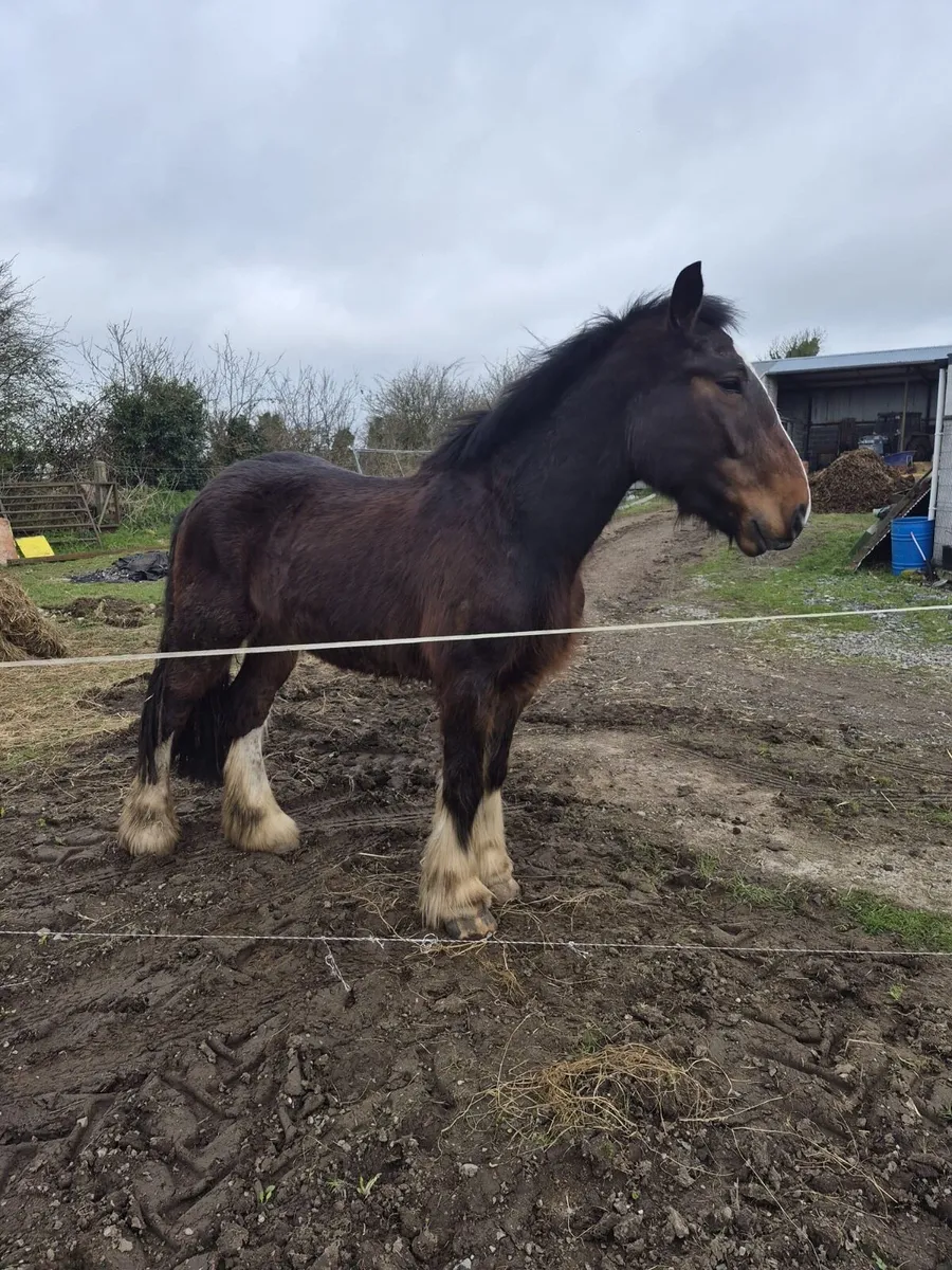 Cob Gelding - Image 3