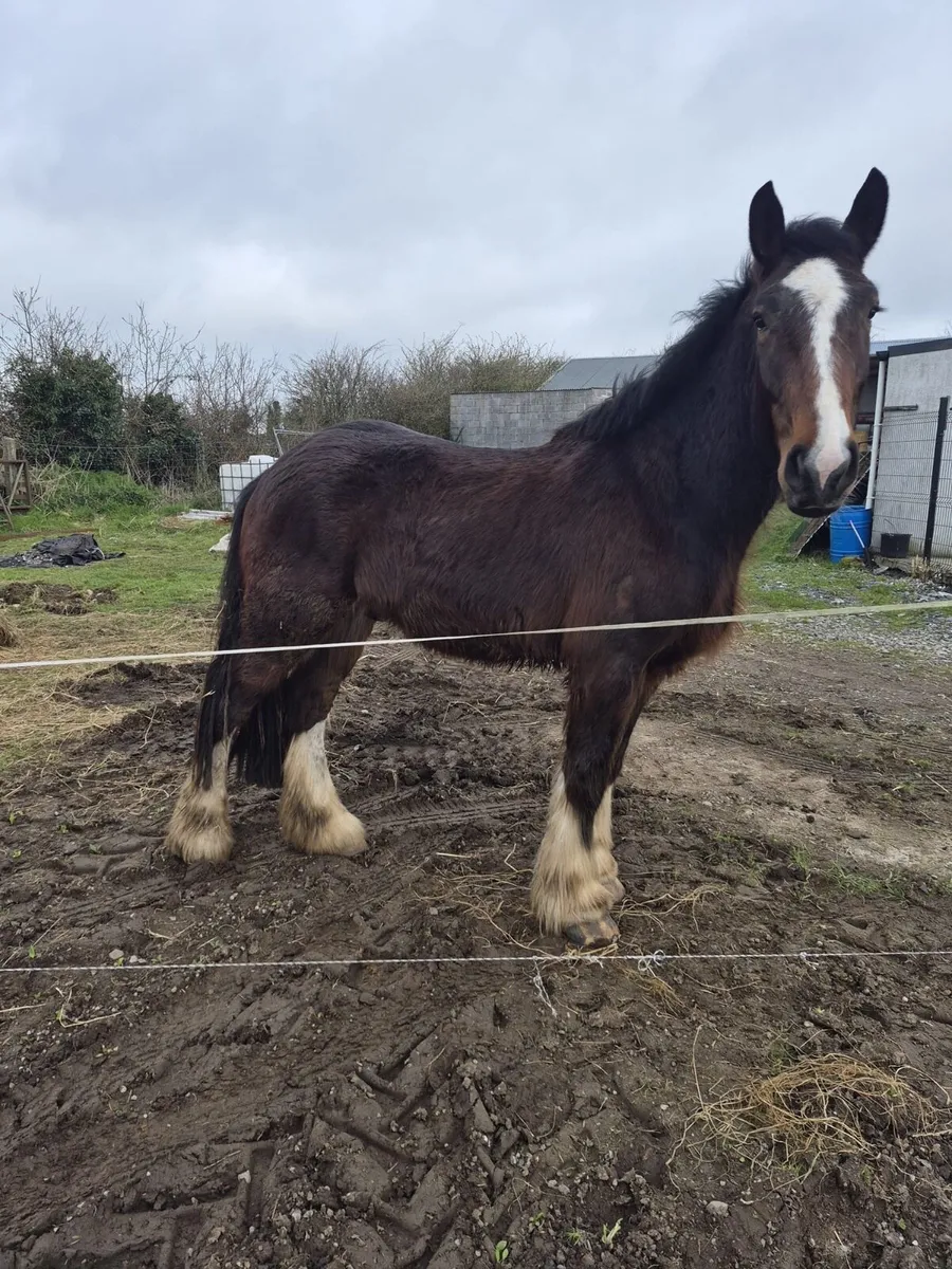 Cob Gelding - Image 2