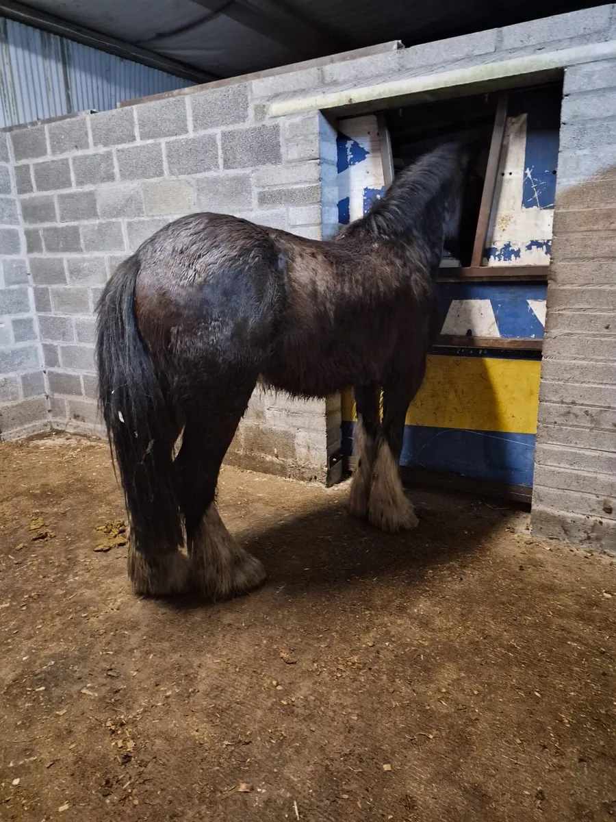 Cob Gelding - Image 4