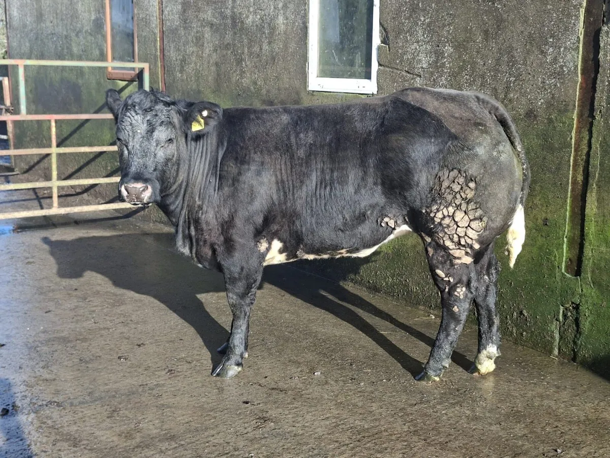 Belgian blue breeding show heifer - Image 3
