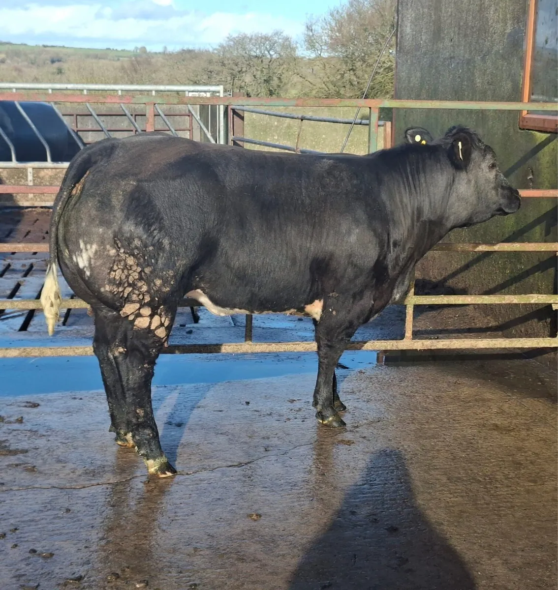 Belgian blue breeding show heifer - Image 4