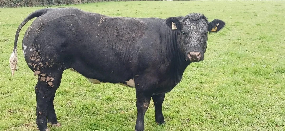 Belgian blue breeding show heifer - Image 1