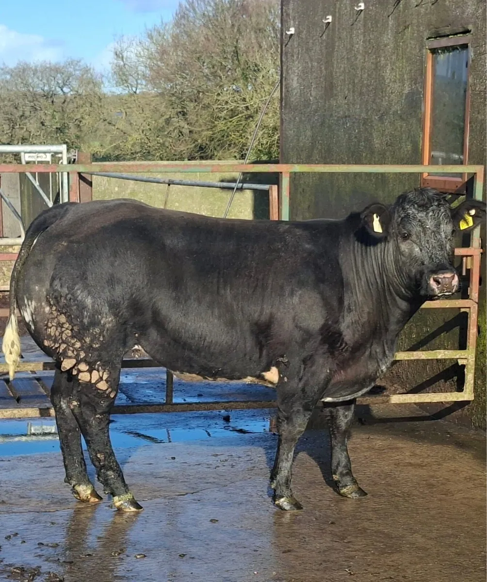 Belgian blue breeding show heifer - Image 2