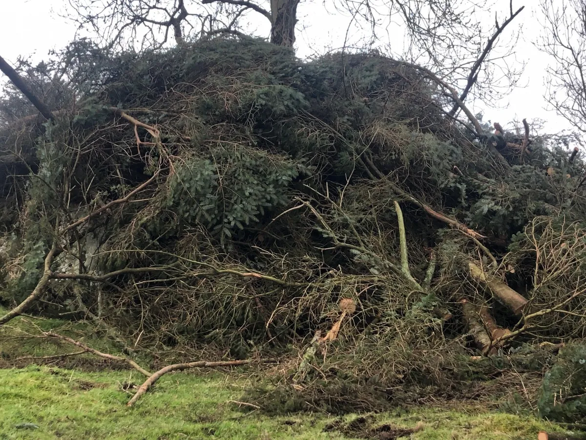 Piles of branches - Image 2