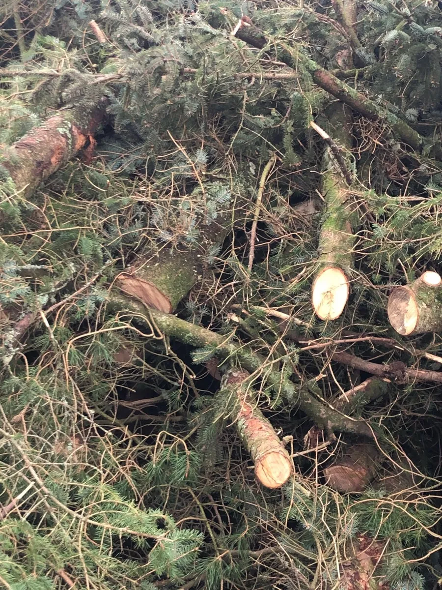Piles of branches - Image 3