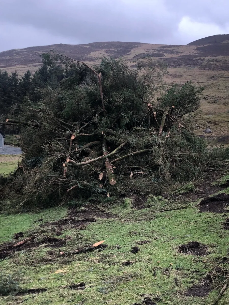 Piles of branches - Image 4