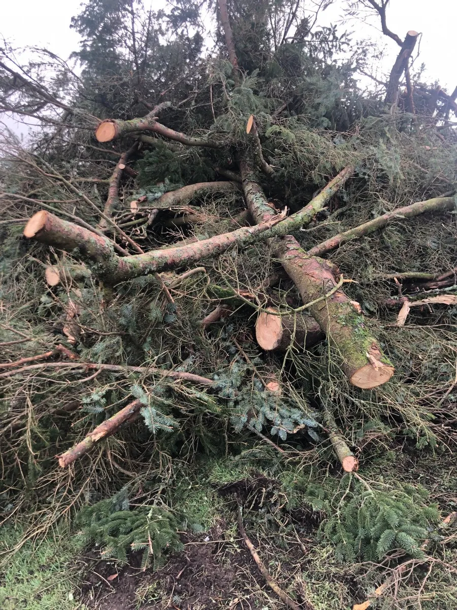 Piles of branches - Image 1