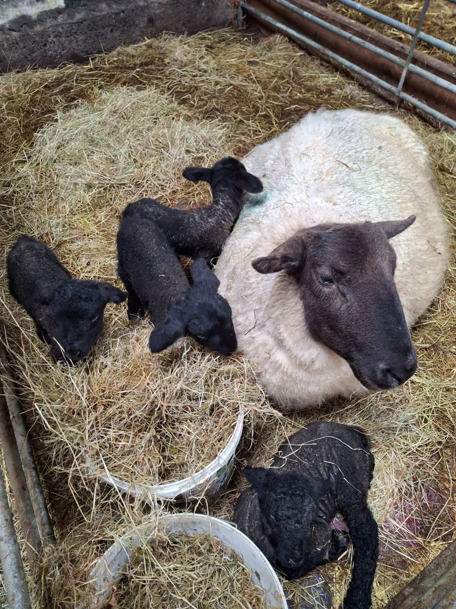 Pet lambs - Image 4