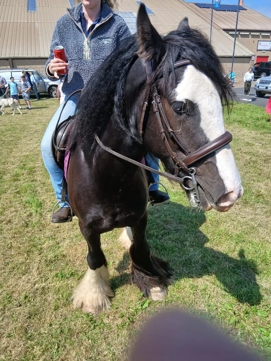 15.1hh gelding cob 15.1hh.....4yo - Image 2