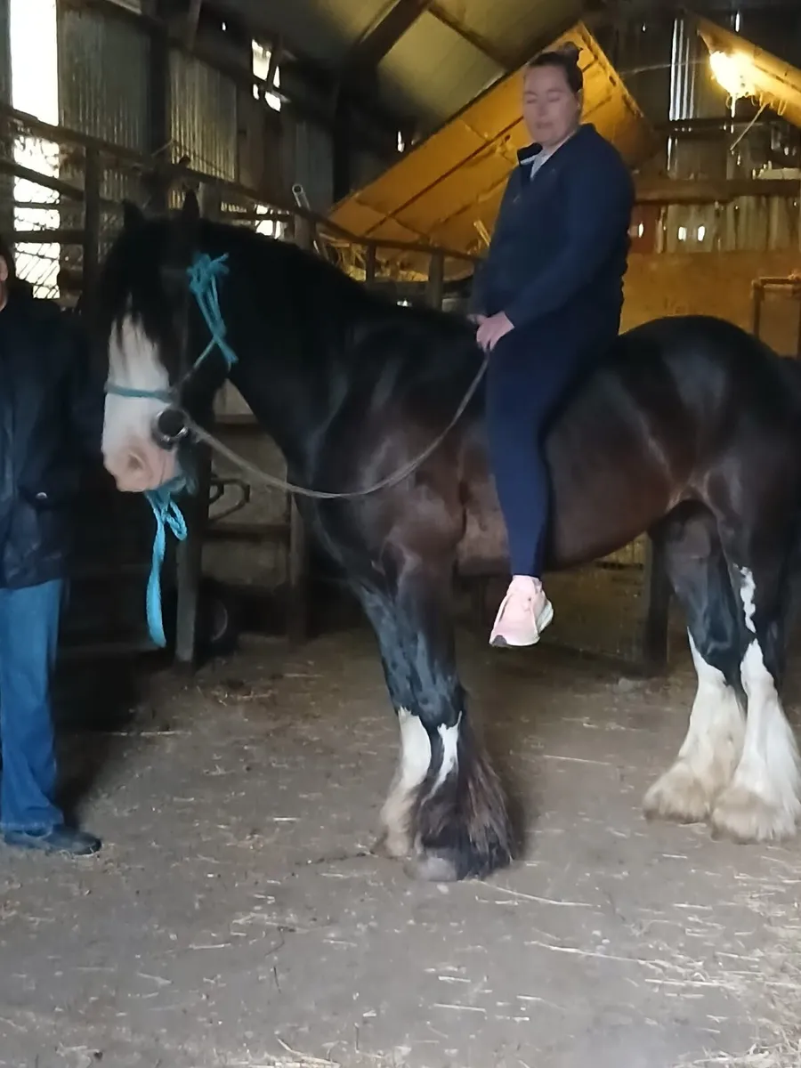 15.1hh gelding cob 15.1hh.....4yo - Image 3