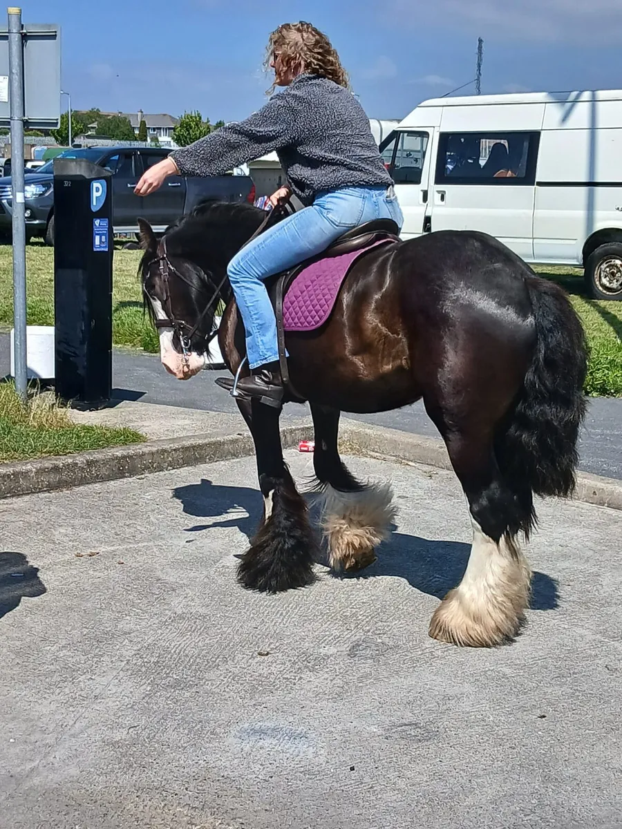 15.1hh gelding cob 15.1hh.....4yo - Image 1