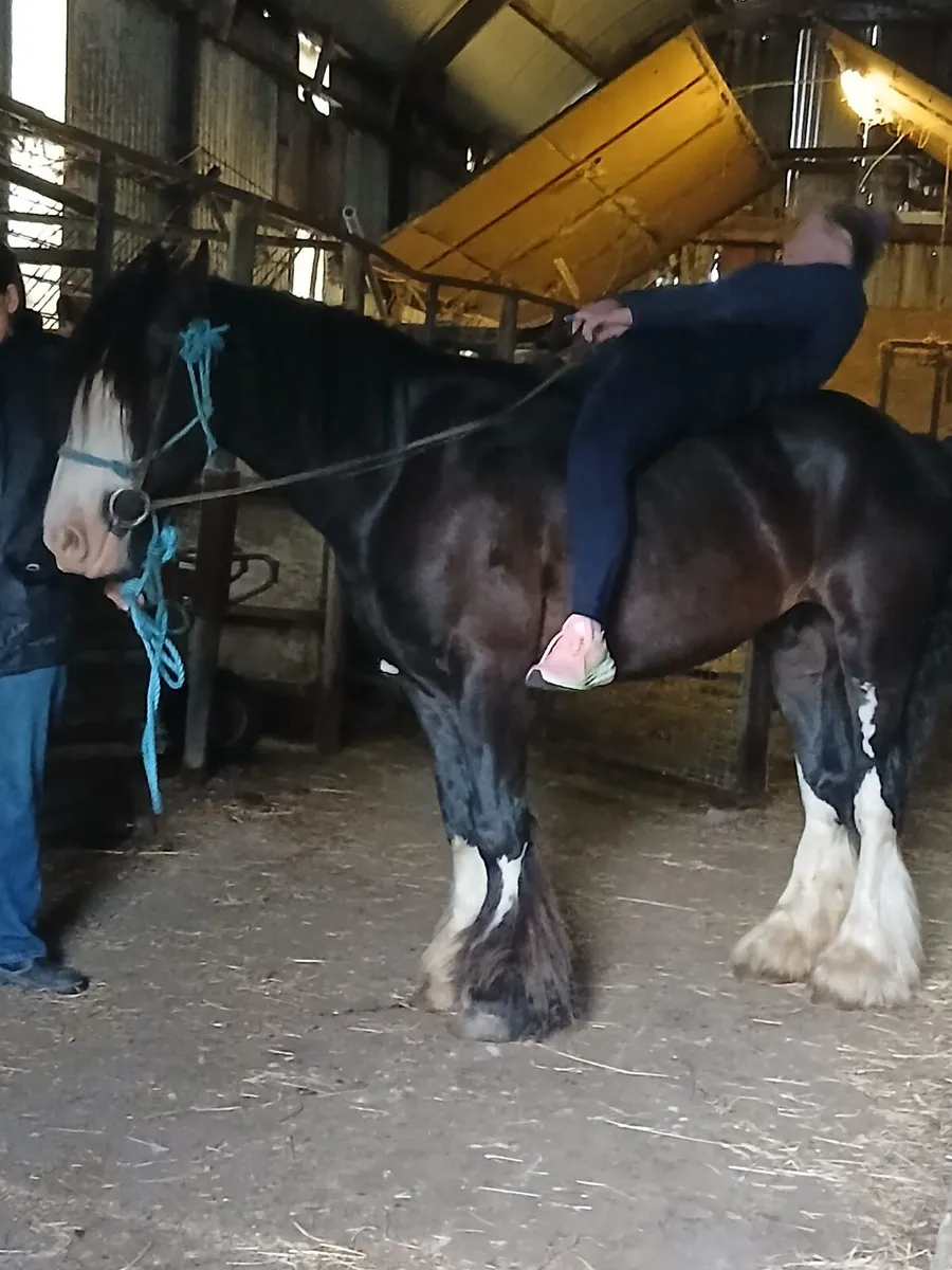 15.1hh gelding cob 15.1hh.....4yo - Image 4