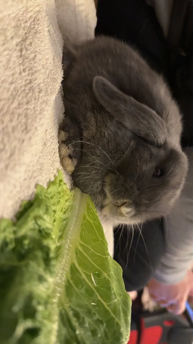 female lopped ear rabbit (with cage, bottle, etc) - Image 1