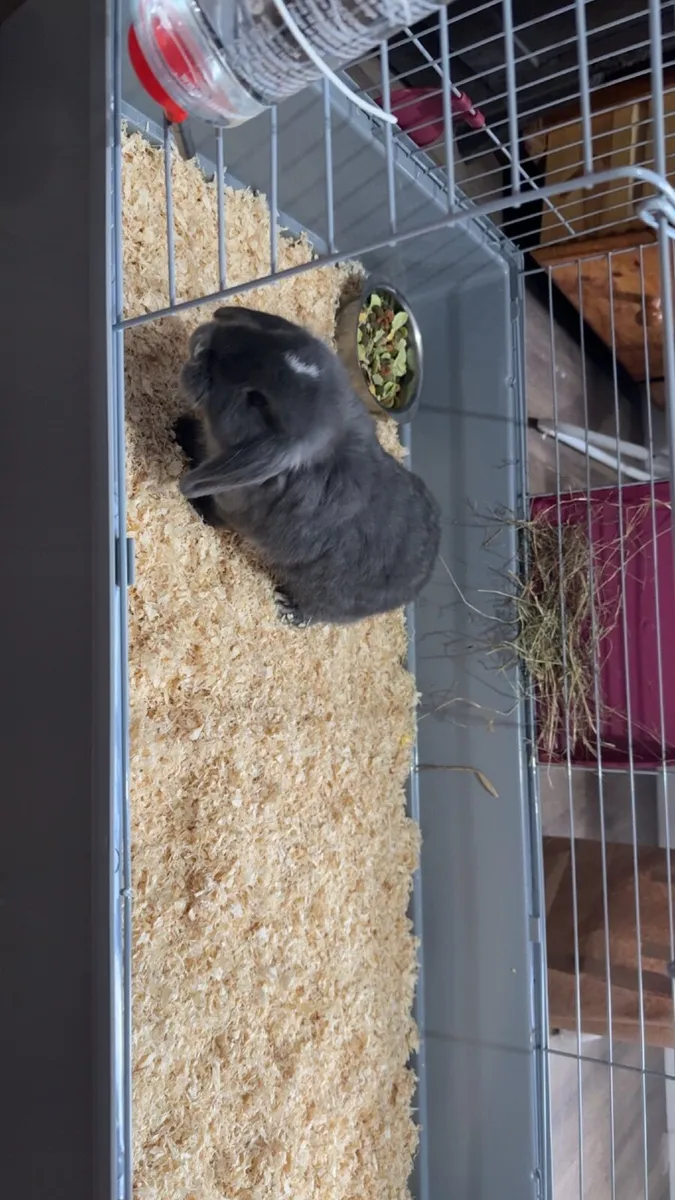 female lopped ear rabbit (with cage, bottle, etc) - Image 2