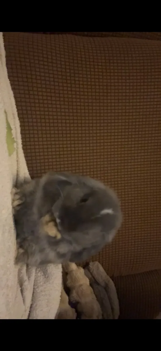 female lopped ear rabbit (with cage, bottle, etc) - Image 3