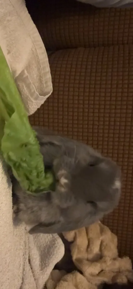female lopped ear rabbit (with cage, bottle, etc) - Image 4