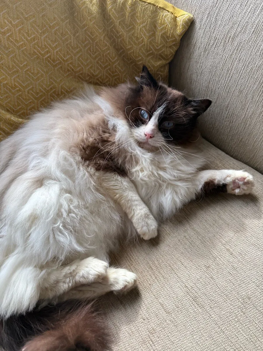 Beautiful ragdoll cat