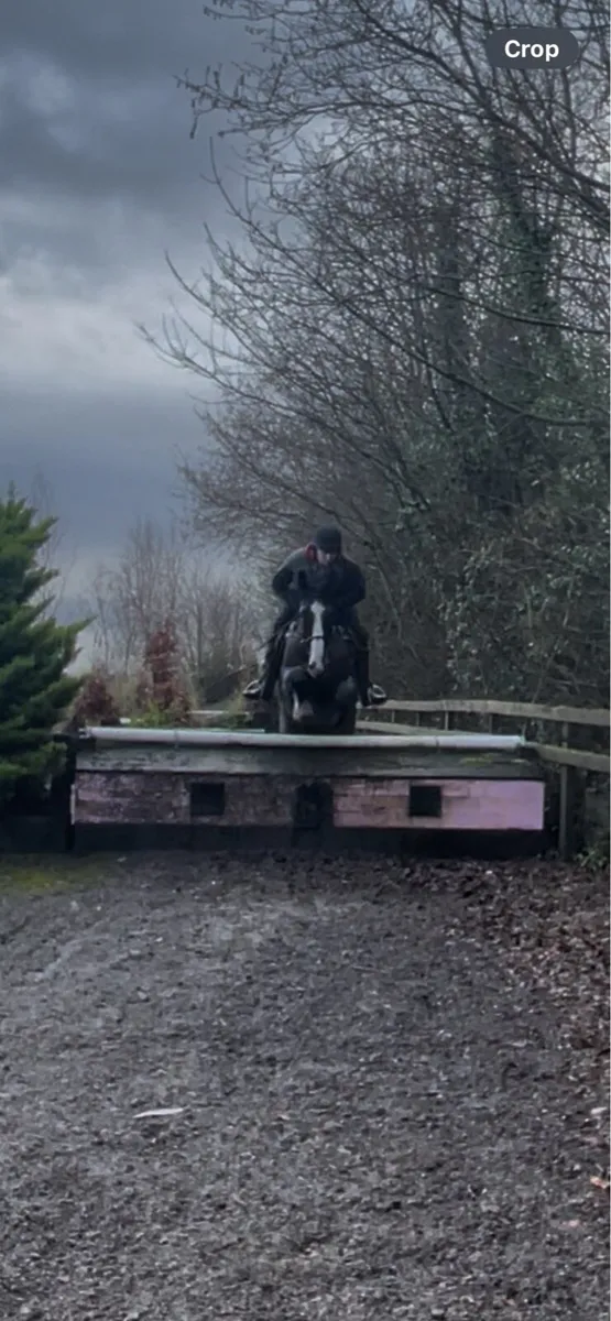 4 Year Old Gelding - Image 2