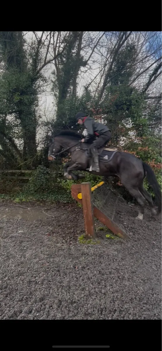 4 Year Old Gelding - Image 3