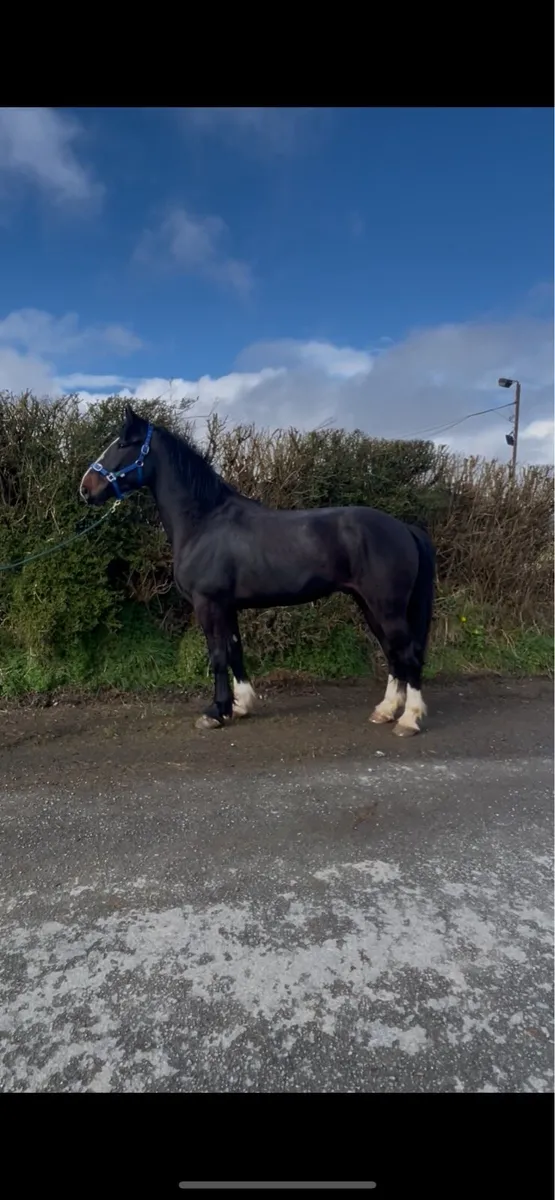 4 Year Old Gelding - Image 1
