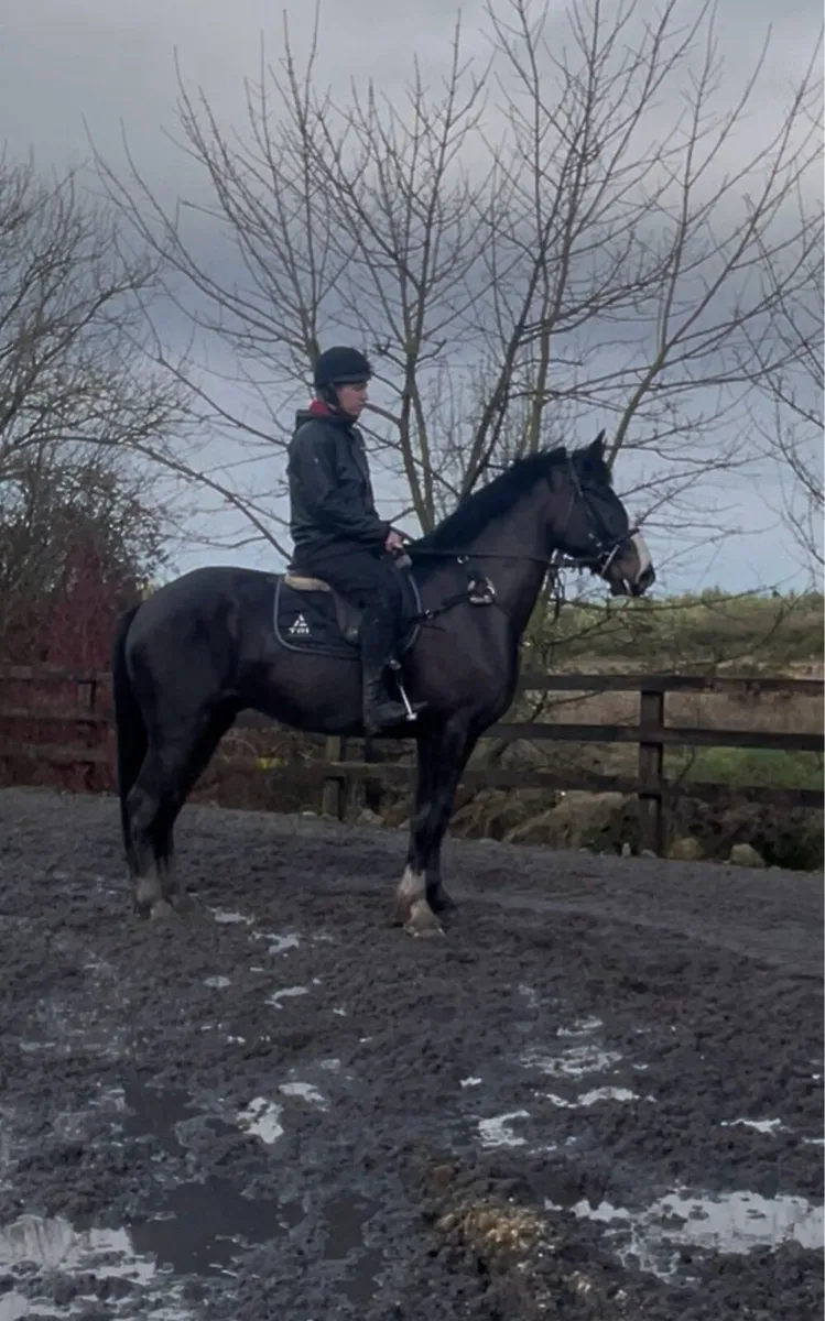 4 Year Old Gelding - Image 4