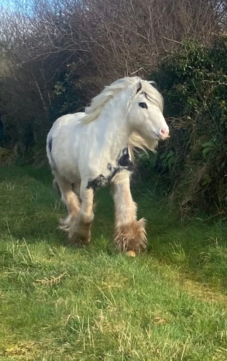 12.2 pony stallion - Image 1