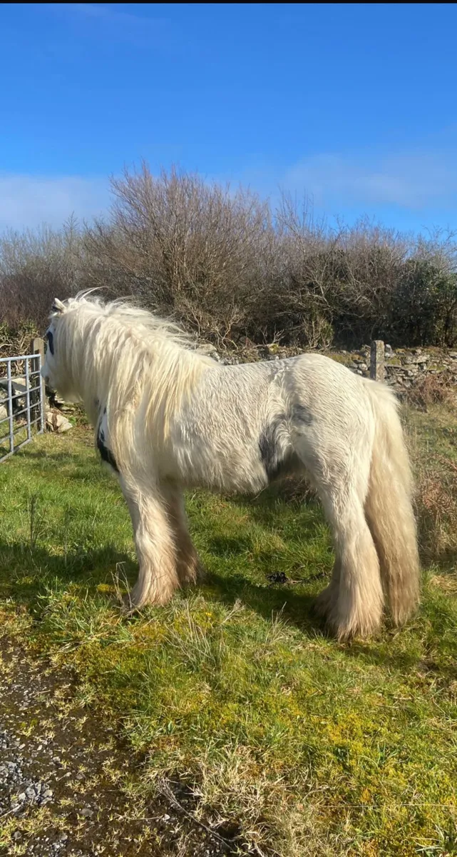 12.2 pony stallion - Image 2