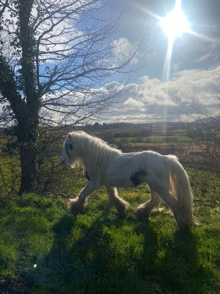 12.2 pony stallion - Image 3