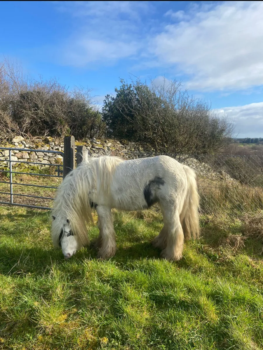 12.2 pony stallion - Image 4