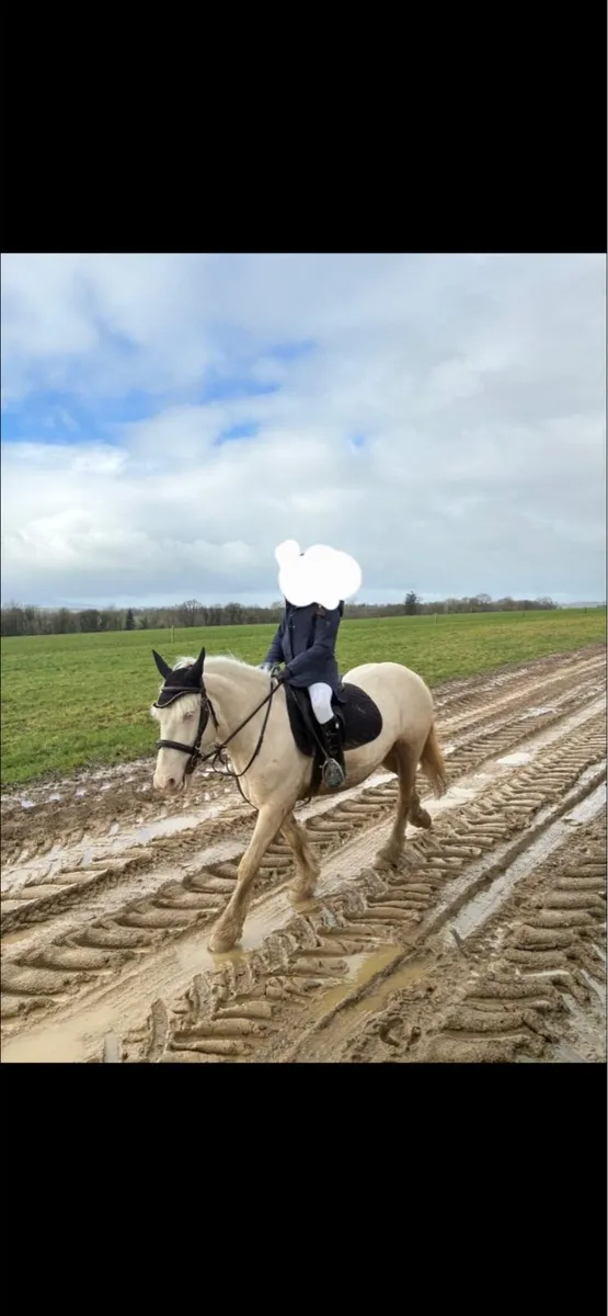 132cm pony - Image 1