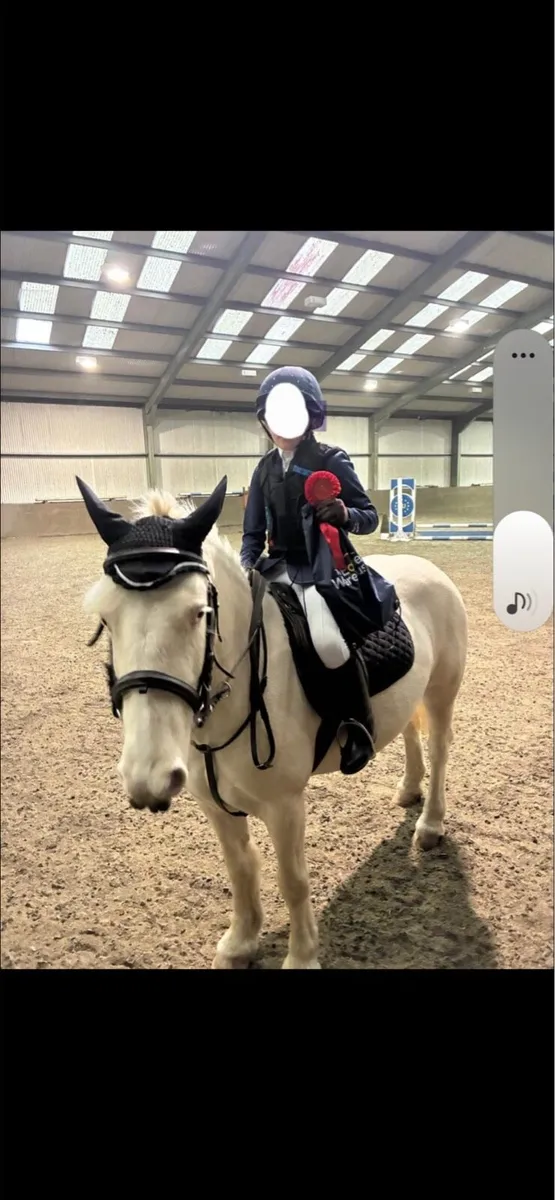 132cm pony - Image 2