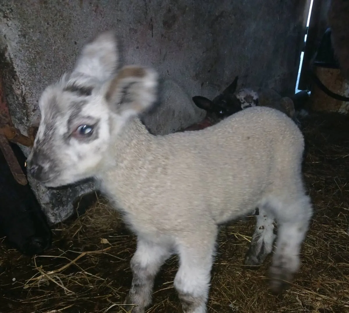 Pet lambs - Image 1