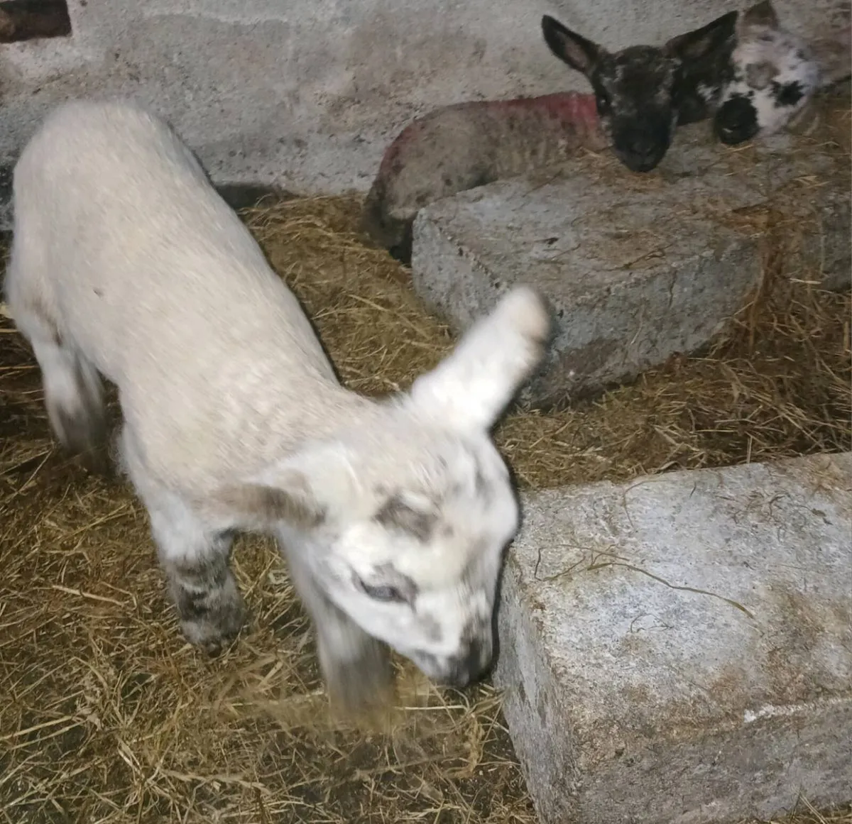 Pet lambs - Image 3
