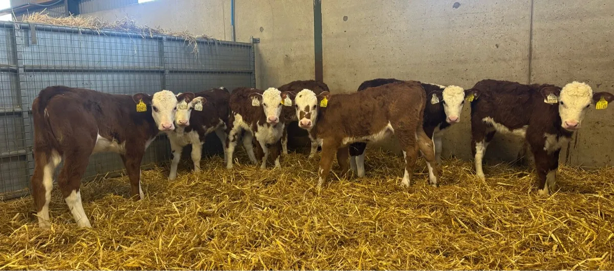 Hereford Heifers - Image 1