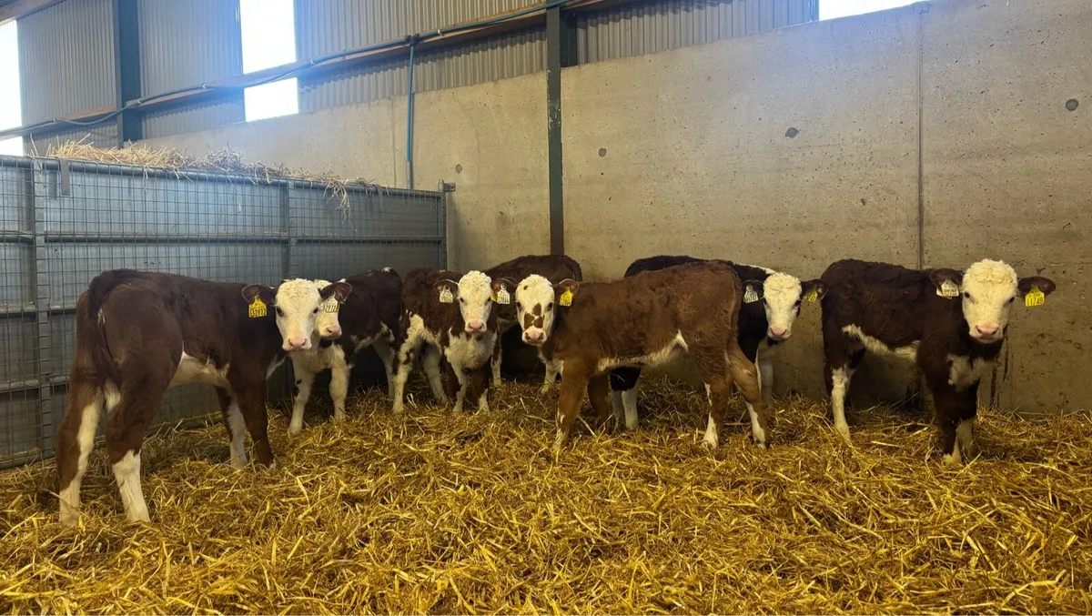 Hereford Heifers - Image 2