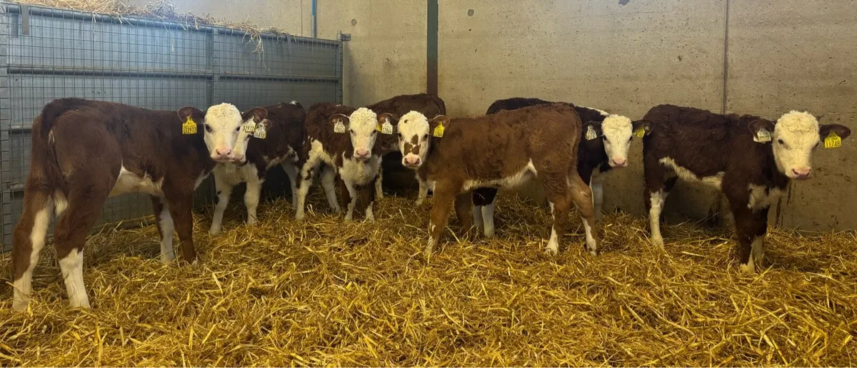 Hereford Heifers - Image 3
