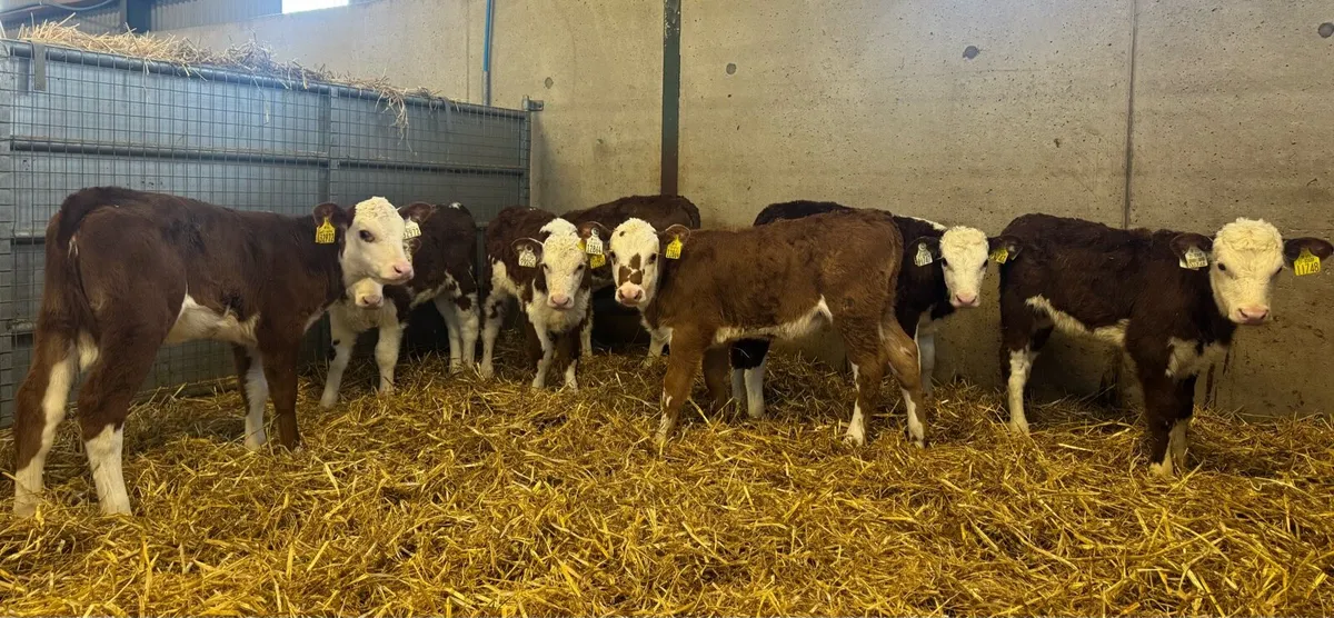 Hereford Heifers - Image 4